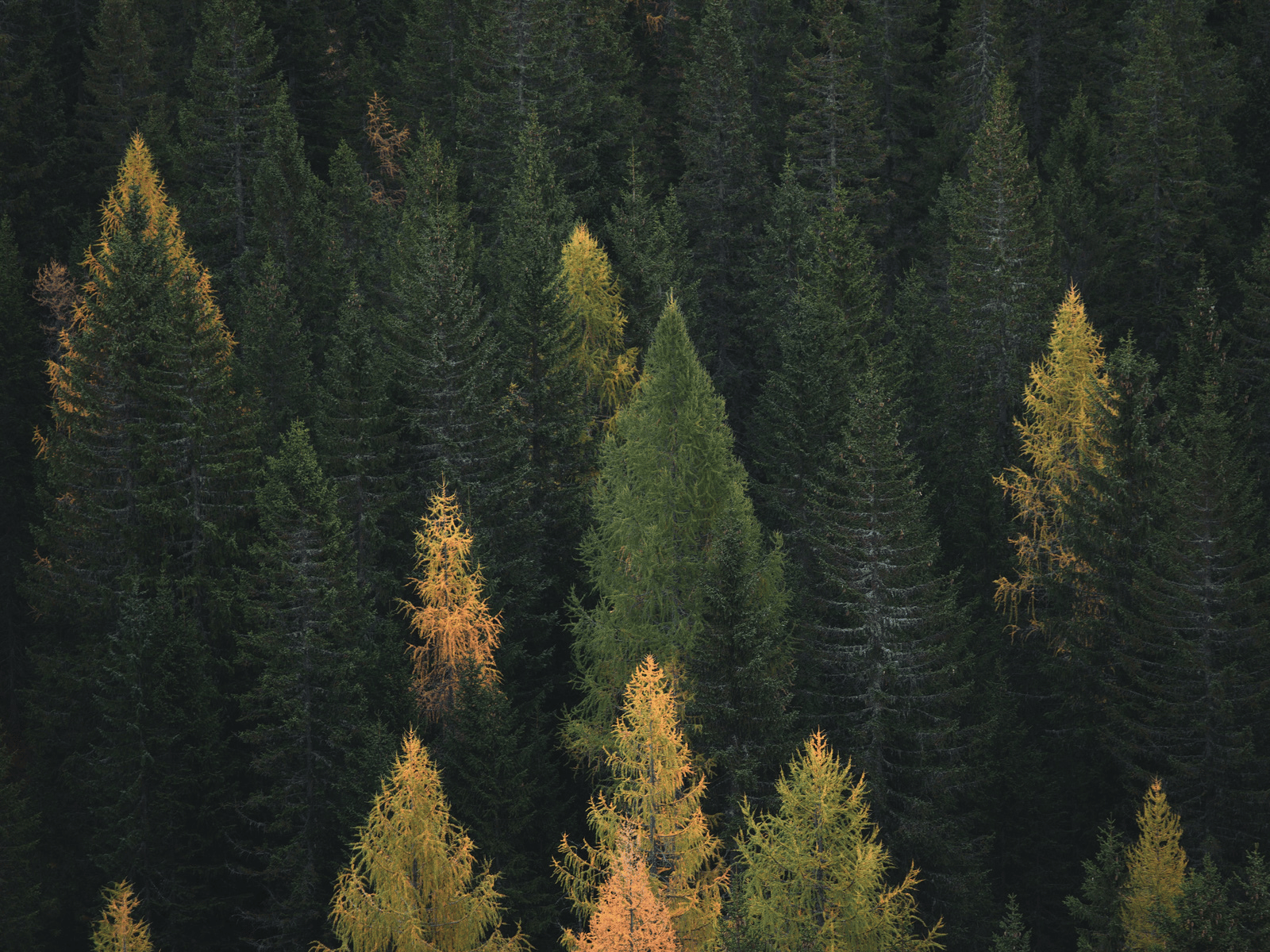 Norsk skog med grantrær